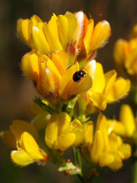 Carqueja - Pterospartum tridentatum1.jpg